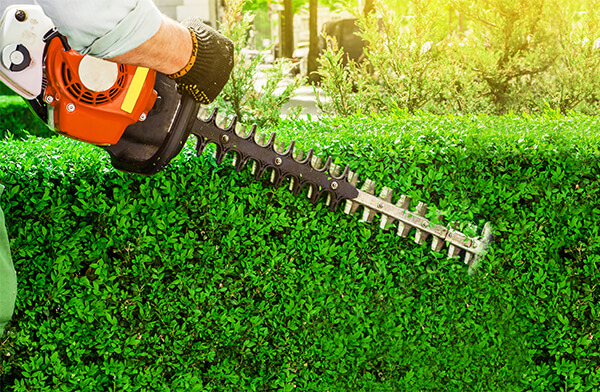 shrub hedge trimming